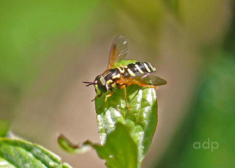 Polesden Lacey, June 2011 IMG_0856qstw 800c Chrysotoxum festivum PL.jpg